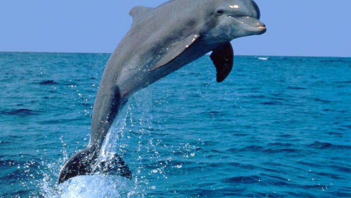 להקת דולפינים בחופי אשקלון