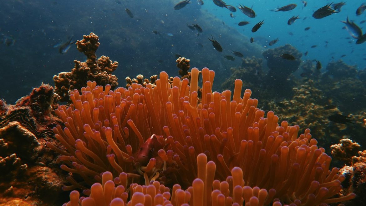 אלמוגים: הדור הבא