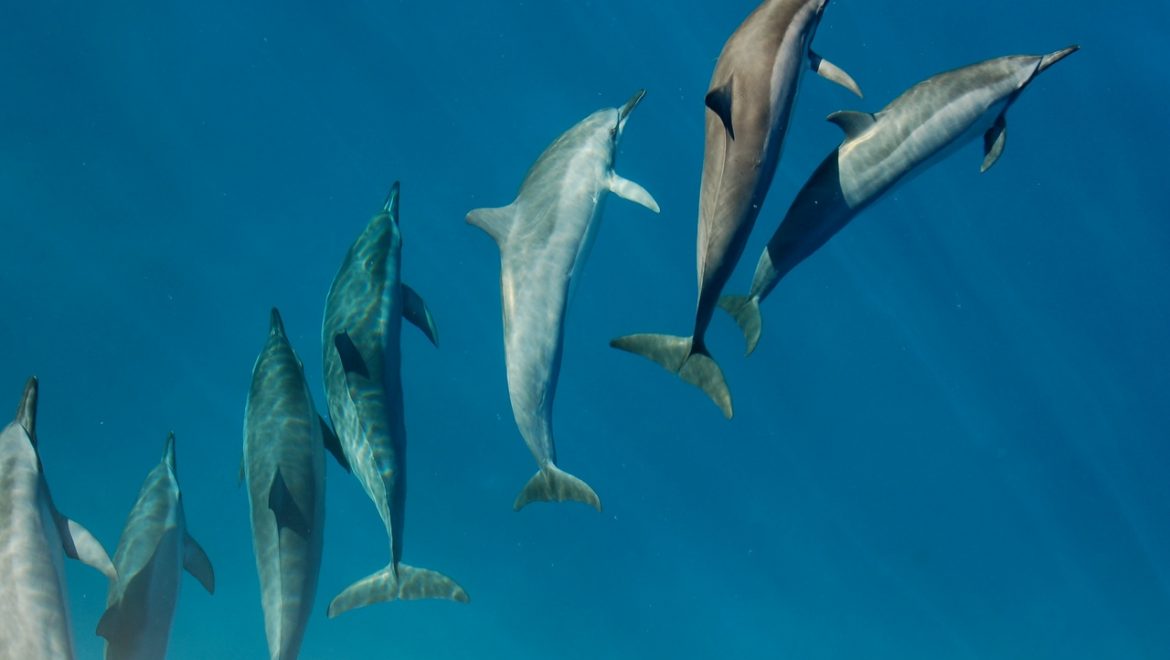 מי הדולפין בקבוצה שלי?