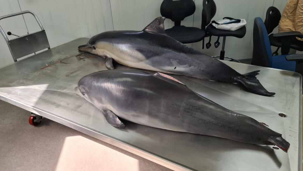 מסקנה: הדולפינים מתו מפגיעת רשתות דיג