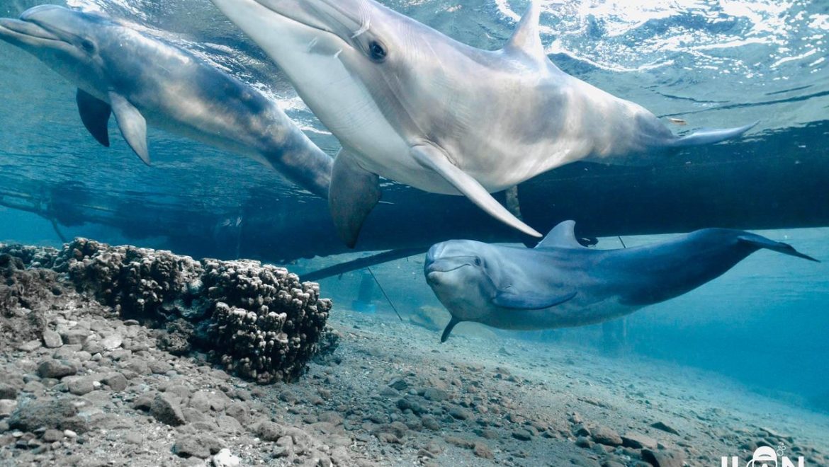 טיפול העור של דולפינים