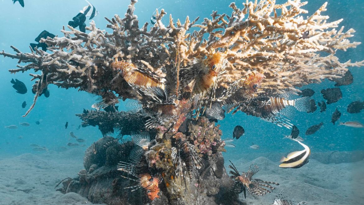 עיור החופים הורס את המקצב הביולוגי העדין של האלמוגים