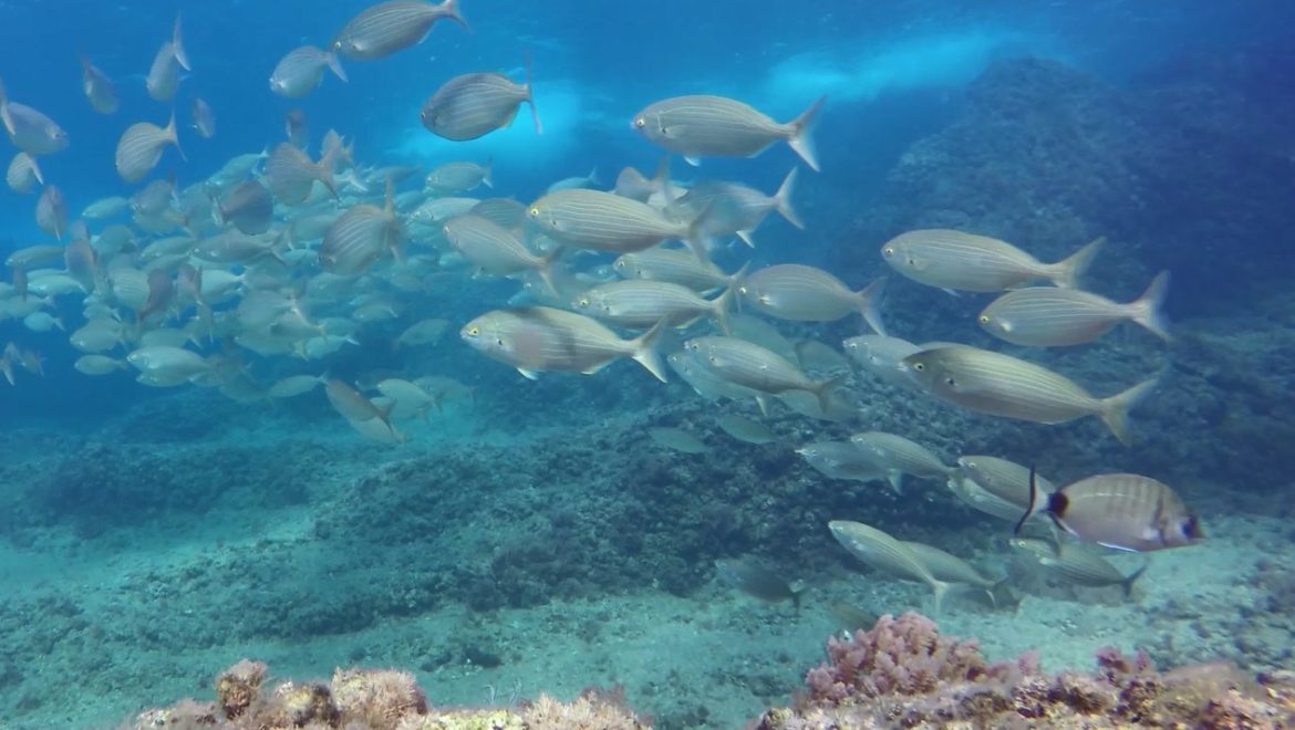 מה זה סקר ימי, כיצד מבצעים אותו, ואיזה דגים נדירים נמצאים בשמורות הימיות בים התיכון?