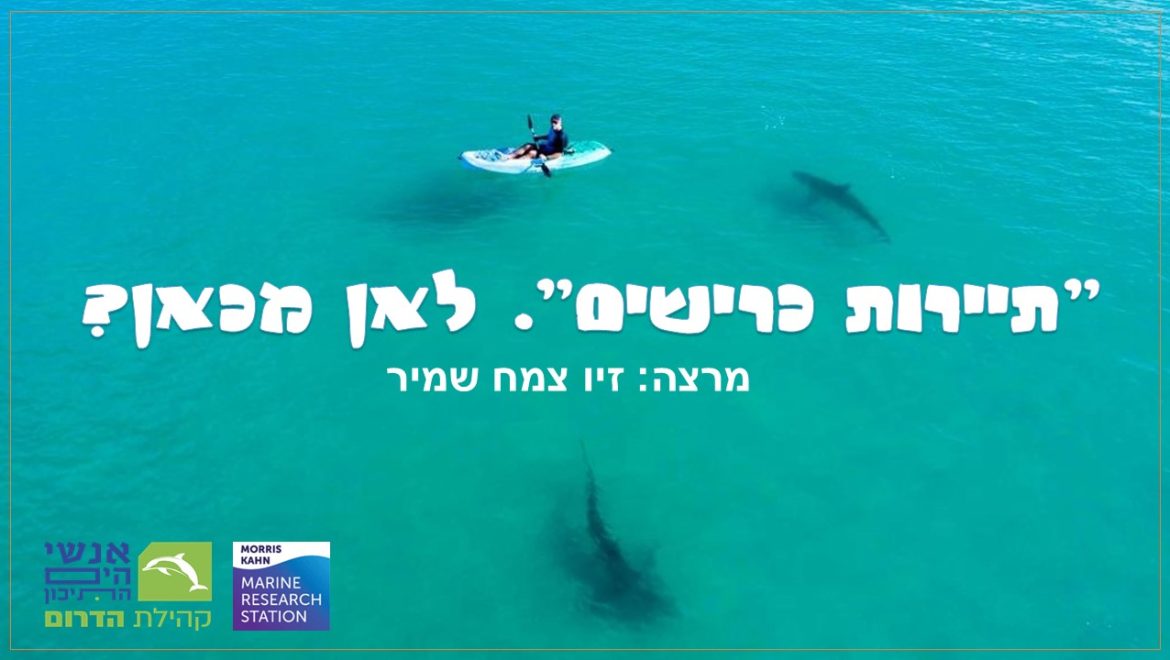 "תיירות כרישים" בישראל. לאן מכאן?