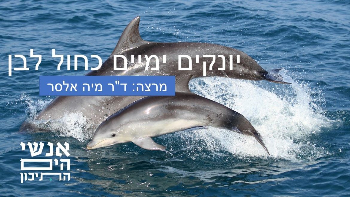 יונקים ימיים כחול לבן מרצה: ד"ר מיה אלסר