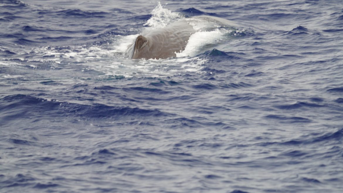 תיעוד נדיר: מדענים זיהו להקה של 8 לוויתני ראשתן מול חופי חיפה