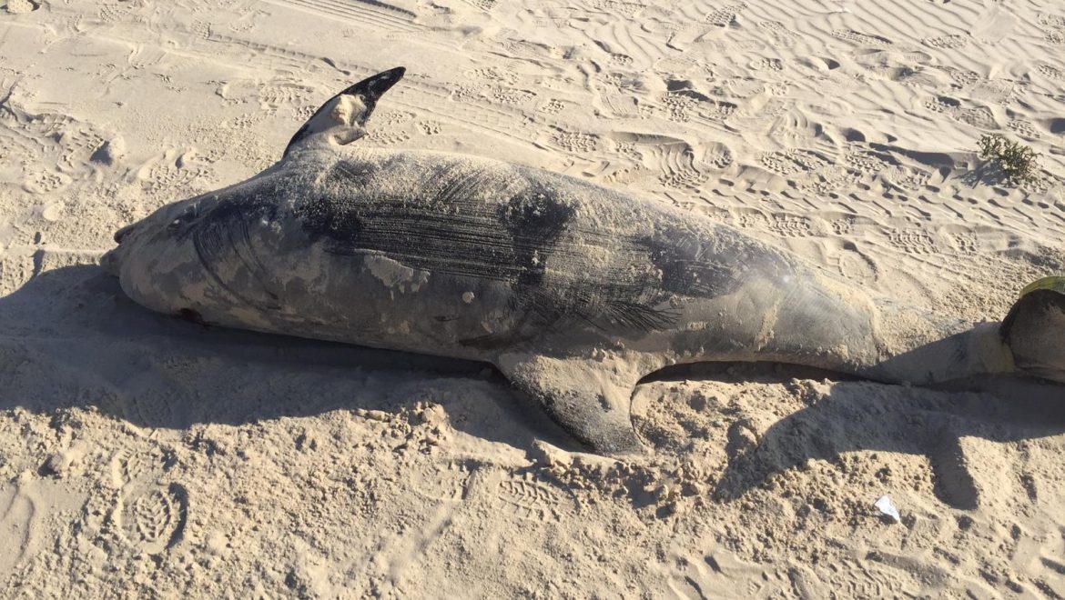דולפין ושלושה צבים נפלטו ביממה אחת מול חופי אשקלון