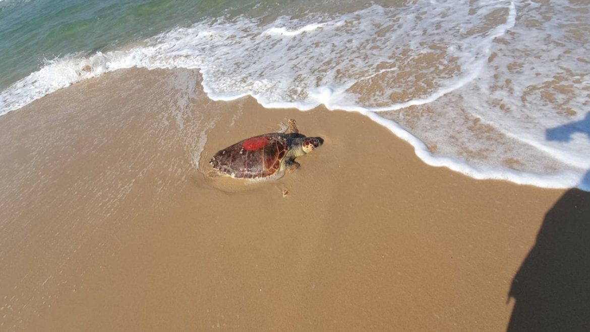 עצוב: צב ים נמצא מת בחוף אשדוד
