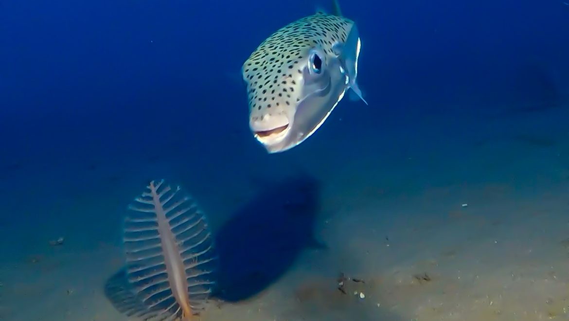 כיצד משפיעים דגים פולשים על הדגים בים התיכון