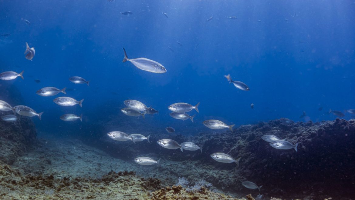מחקר חדש: דיג יתר ולחצים אנושיים אחרים גורמים לפגיעה קשה בשמורות ימיות רבות בעולם